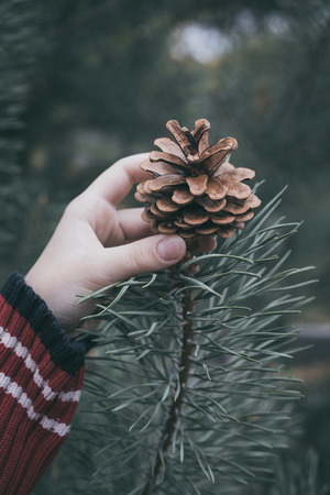 Fir cone in the hand of teenager. New Year, Christmas mood.