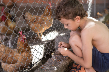 Little boy sitting with farm chickens at the day timeの写真素材