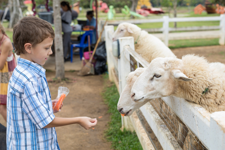 Happy little boy feeding sheep in a park at the day time. Kid having fun otdoors. Concept of good leisure.の写真素材