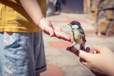 little boy is playing with a chick at the day time. Concept of the rescue.の写真素材