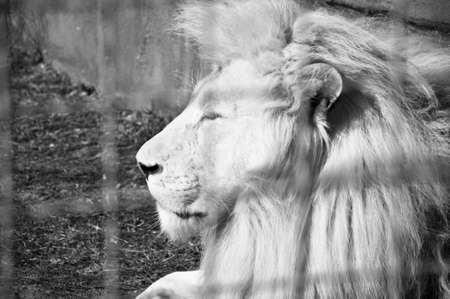 Profile of beautiful big wild african animal king of white lion cat family with lush mane lying in zoo behind wire netting sunny day outdoor relaxing, black and whitesの写真素材