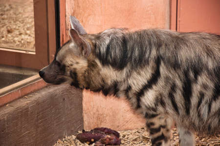 Closeup side view of one beautiful wild african animal of hyena with striped spotted lush fut indoor looking through window in zoo with meatの写真素材