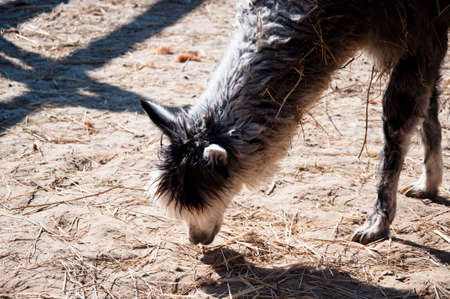 One cute curious wild animal of grey alpaca from llama family with curly fur eating from ground outdoor sunny day in enclosureの写真素材
