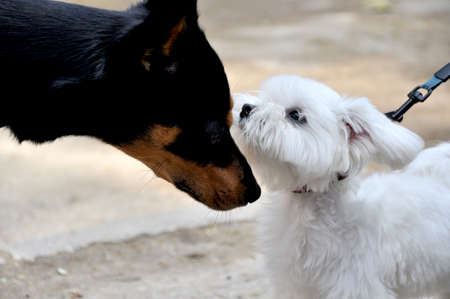 Two dogs pinscher and lapdog watching each other head to head.の写真素材