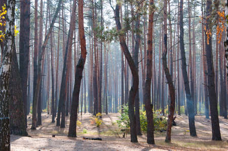 deep lush fir or softwood forest or wood with pine trees trunk in fog haze or mist sunny morning...