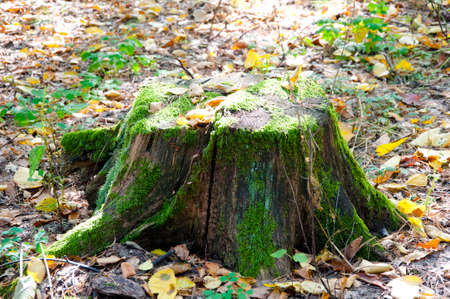 wooden old tree stump with green moss and autumn seasonal yellow leaves on ground sunny outdoor in forest or wood on natural backgroundの写真素材