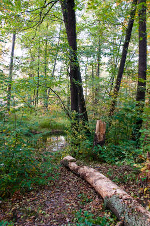 deep lush leaf or hardwood forest or wood with green leaves on trees and trunk seasonal autumn nature outdoorの写真素材