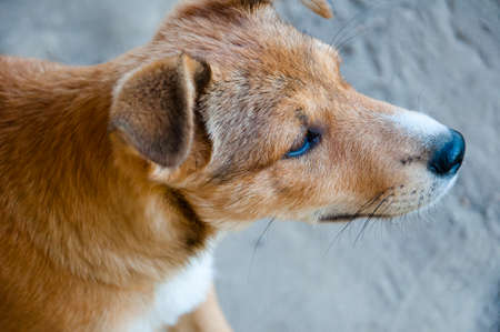 cute small young dog or puppy pet beige brown or red with white color on sand ground outdoorの写真素材