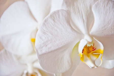 beautiful orchid flower white color with yellow middle in petals, closeupの写真素材