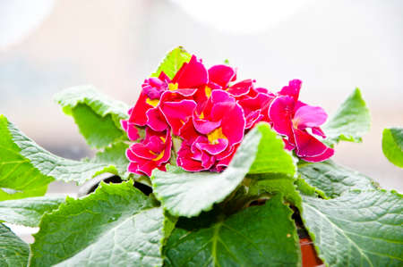 beautiful primrose or primula flower pink color with yellow middle in petals and green leaves, closeupの写真素材
