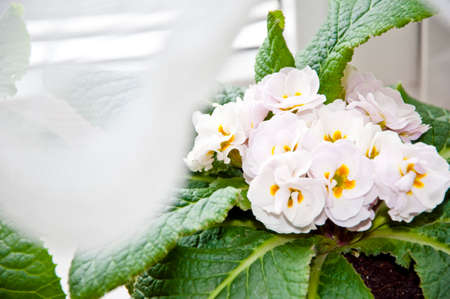 beautiful primrose or primula flower white color with yellow middle in petals and green leaves, closeupの写真素材