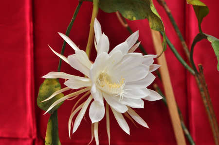 beautiful wild unusual flower white color with petals and green leaves on red background blooms one day in year, closeupの写真素材