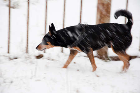beautiful cute black and brown dog pet friend outdoor in winter standing on white snow at iron fence as blurred or defocused backgroundの写真素材
