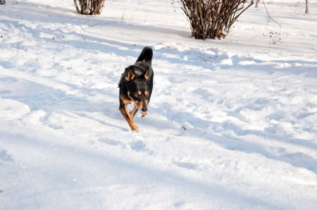 beautiful cute black and brown dog pet friend outdoor in sunny winter outdoor standing on white snow on natural backgroundの写真素材
