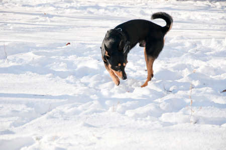 beautiful cute black and brown dog pet friend outdoor in sunny winter outdoor standing on white snow on natural backgroundの写真素材