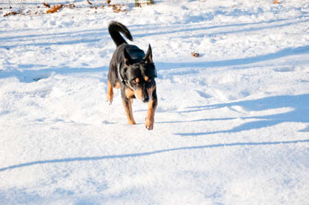 beautiful cute black and brown dog pet friend outdoor in sunny winter outdoor standing on white snow on natural backgroundの写真素材