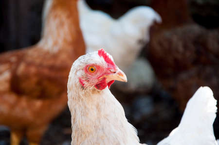 many hens, cock, fowl and chicken birds with feather red and white color sunny outdoor in village...