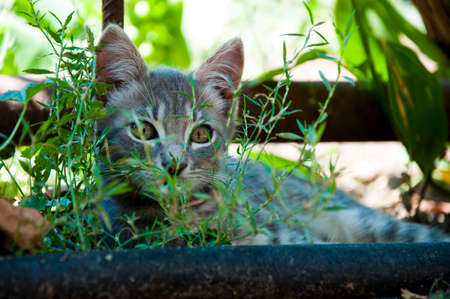 little cute young funny curious kitten with grey striped fur lying in green grass outdoor on natural backgroundの写真素材