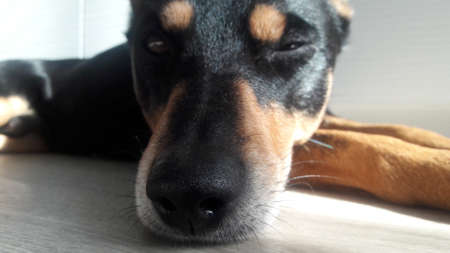 cute dog with funny face sleeping and laying on floor with whiskers and black nose, closeup,...