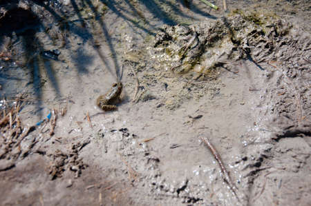 Edible frog in water. frog in dirty water, egology and environment