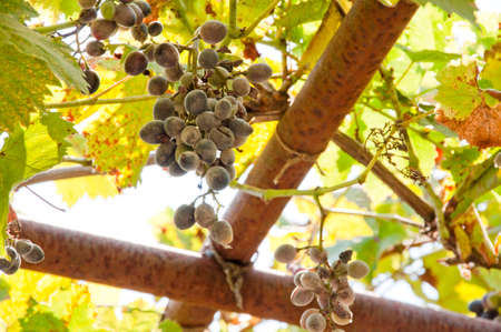 Red wine grapes background/ dark grapes/ blue grapes/ wine grapes