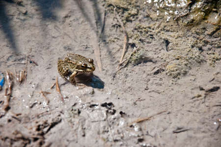 frog in water. frog in dirty water, ecologyの写真素材
