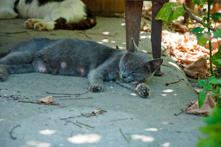 Cute grey sleeps outdoor on road in summerの写真素材