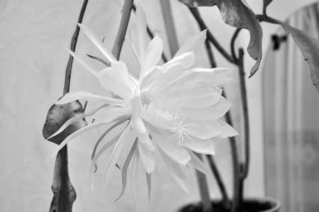 Epiphyllum phyllanthus cactus big beautiful wild unusual flower white color with petals and leaves blooms one day in year, black and whiteの写真素材