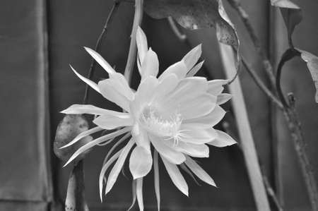 Night blooming cereus, Hookers orchid cactus. White Epiphyllum or also known as Orchid cactus flowers in full bloomの写真素材