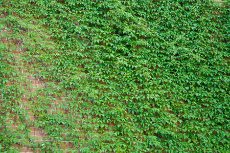 Architecture and nature. House building covered with ivy. Green ivy plant climbing brick wall. Old house exterior with climber. Vines growing on stone wall in summer. The best choice for masonry wall.の写真素材