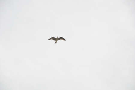 Feeling the freedom. Seabird flying high. Gull soaring in sky. Sea gull on cloudy background. Gull...