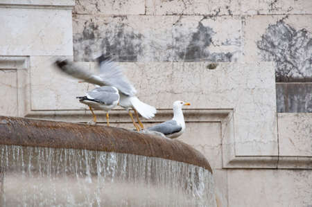 Beauty and power. Seagulls and water spouting into stone basin. Using water in architecture. Sea gulls on ancient fountain. Gull birds on monumental fountain. Architectural water feature.の写真素材