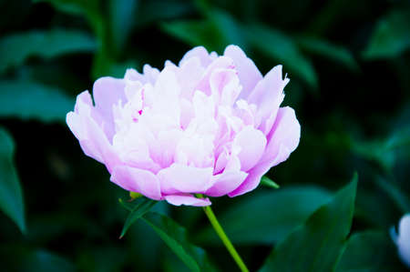 leaves and twig for design and decoration of your ideas and products. peony. peony flower. Pink peonies bloom beautifully in garden. Bouquet of pink peony background. Beautiful flower for any holiday.の写真素材