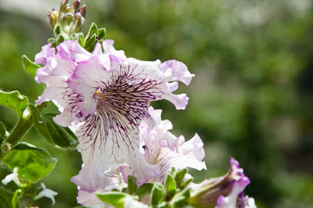 Summer day. flower with open buds. petunia. bright white color flower. flowerbed in summer. spring...