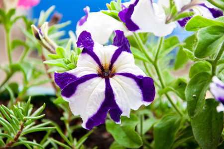 planting and care. bright striped color flower. flowerbed in summer. spring beauty and freshness. gardening and greenhouse concept. floral shop. white purple petals. flower with open buds. petunia.の写真素材