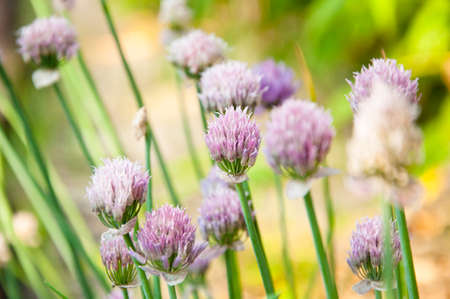 Flowering onions. Scenery of spring of Japan. onion purple flowers. Countless buds.