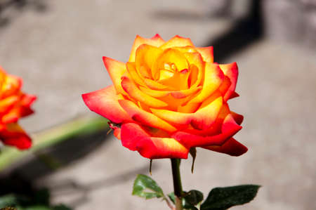 Bouquet of fresh roses, flower bright background.の写真素材