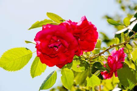 pink rose flower. petal and bud with green stem and leaf for romantic floral decoration.