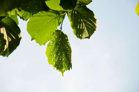 hazel leaves in sunlight on blue sky background. place for copy space. green hazel tree. harvest concept. Sunny leaves of hazel. macro shot of hazelnuts hanging from the branches of hazel tree.の写真素材