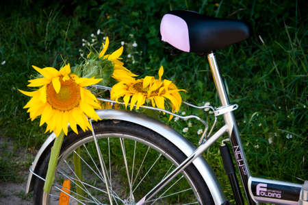 Holiday travel. vintage bicycle with sunflowers. flowers on retro bike. Bicycle With Sunflower. Beautiful sunflowers on a bicycle basket. bike is decorated with sunflowers. life is beautiful ride.の写真素材