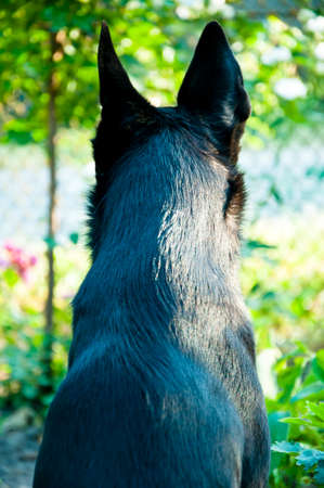 back view of black dog sitting and watching the territory. pet outdoor. street dog. dog has healthy hair fur.の写真素材