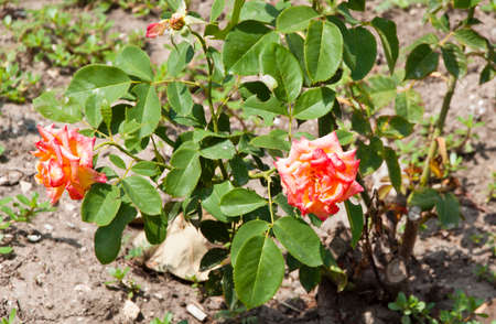 rose garden in spring. orange rose bush. beautiful fresh roses in nature. pink tea roses bush in garden. summer blooming flower. soft flower petals.の写真素材
