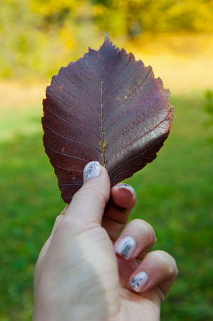 autumn leaves burgundy red color in female hand on defocused natural background in fall season,...