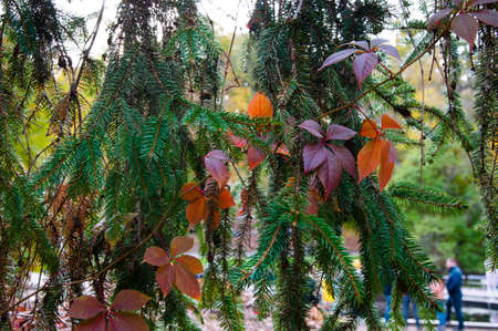 fir tree pine branch background with red autumn leaves.の写真素材