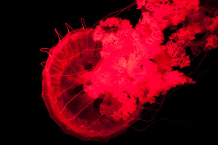 red jellyfish isolated on black background, sea.の写真素材