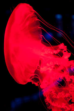 red jellyfish isolated on black background, fluorescent.の写真素材