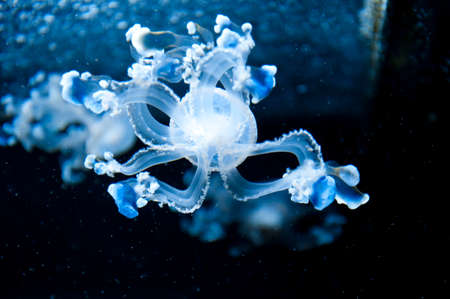 octopus swirling in water. aqua nature background. neon and fluorescent medusa. white jellyfish...