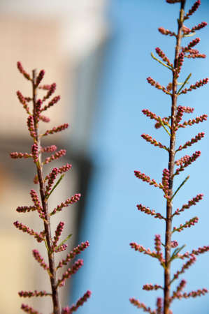 young spring flower with pink bud. macro flowers.の写真素材