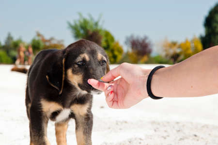 cute small black dog outdoor in summer with hand.