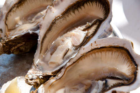 oysters. fresh sea food of oysters shell. macro photography.の写真素材